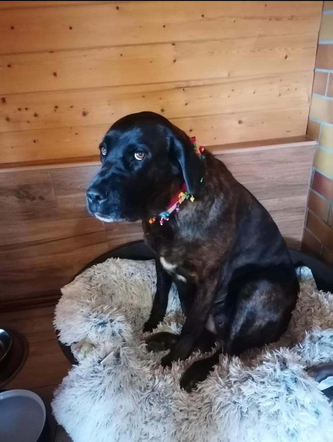 Apartman Jako U Babicky Tisá Exteriör bild